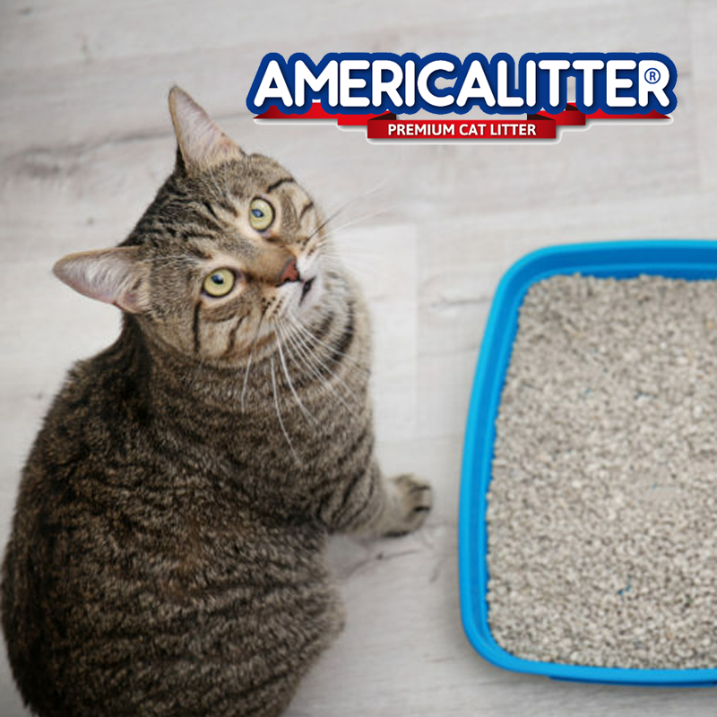 Arena Aglutinante America Litter Clean Paws 7 Kg